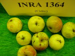 vignette pomme 'INRA 1364',  cidre