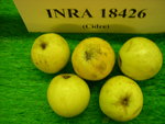 vignette pomme 'INRA 18426',  cidre