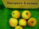 vignette pomme 'Jacques Leroux',  cidre