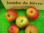 vignette pomme 'Jambe de Livre',  cidre
