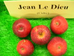 vignette pomme 'Jean Le Dieu',  cidre