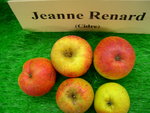 vignette pomme 'Jeanne Renard',  cidre
