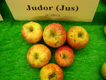 vignette pomme 'Judor', à cidre