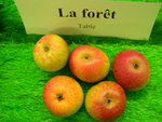vignette pomme 'La Fort',  cidre