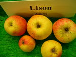 vignette pomme 'Lison',  cidre