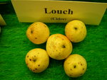 vignette pomme 'Louch',  cidre
