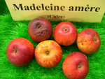 vignette pomme 'Madeleine Amre',  cidre