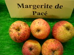 vignette pomme 'Margerite de Pac',  cidre