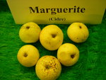 vignette pomme 'Marguerite',  cidre