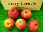 vignette pomme 'Mary Lerasle',  cidre