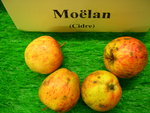 vignette pomme 'Molan',  cidre