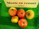 vignette pomme 'Monte en Ressort',  cidre