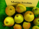 vignette pomme 'Motte Brebis',  cidre