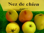 vignette pomme 'Nez de Chien',  cidre