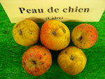 vignette pomme 'Peau de Chien',  cidre
