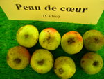 vignette pomme 'Peau de Coeur',  cidre