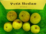 vignette pomme 'Petit Bedan',  cidre