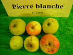 vignette pomme 'Pierre Blanche',  cidre