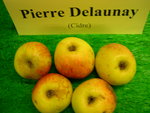 vignette pomme 'Pierre Delaunay',  cidre