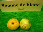 vignette pomme 'De Blanc',  cidre