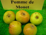 vignette pomme 'De Mouet',  cidre
