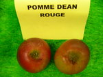 vignette pomme 'Dean Rouge',  cidre