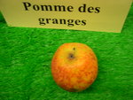 vignette pomme 'Des Granges',  cidre