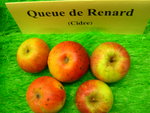 vignette pomme 'Queue de Renard',  cidre