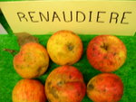 vignette pomme 'Renaudire',  cidre