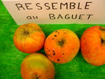 vignette pomme 'Ressemble au Baguet',  cidre