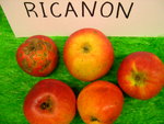 vignette pomme 'Ricanon',  cidre