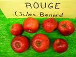 vignette pomme 'Rouge' (Jules Benard),  cidre