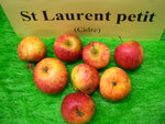 vignette pomme 'Saint Laurent Petit',  cidre