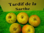 vignette pomme 'Tardif de la Sarthe',  cidre