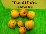 vignette pomme 'Tardif des Cobalts',  cidre