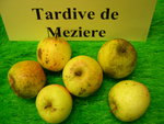 vignette pomme 'Tardive de Meziere',  cidre