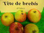vignette pomme 'Tte de Brebis',  cidre