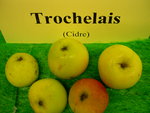 vignette pomme 'Trochelais',  cidre
