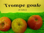 vignette pomme 'Trompe Goule',  cidre