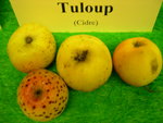vignette pomme 'Tuloup',  cidre