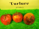 vignette pomme 'Turlure',  cidre