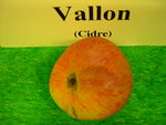 vignette pomme 'Vallon',  cidre