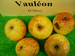 vignette pomme 'Vaulon',  cidre
