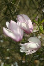 vignette Magnolia 'Jane'