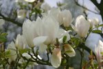 vignette Magnolia x soulangeana 'Alba Superba'