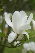 vignette Magnolia x soulangeana 'Amabilis'