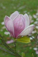 vignette Magnolia x soulangeana 'Verbanica'