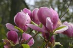 vignette Magnolia x soulangeana 'Lennei'