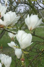 vignette Magnolia x soulangeana 'Lennei Alba'
