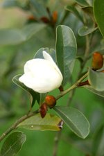 vignette Magnolia dianica